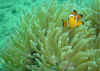 clown fish1.jpg (64307 bytes)